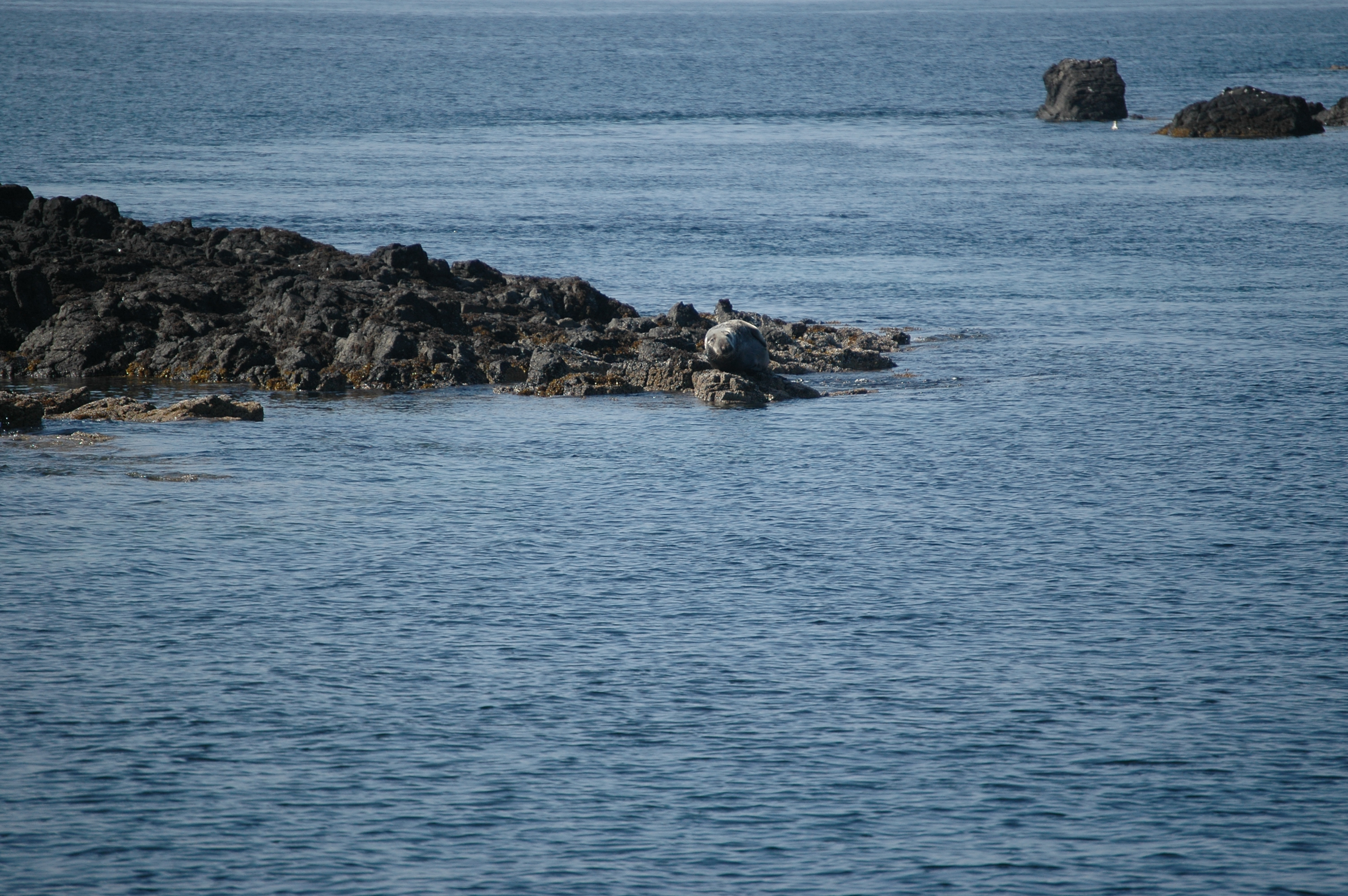photos/wildlife/Mammal_Species/Common_Seal/Scotland 2008 1654.JPG